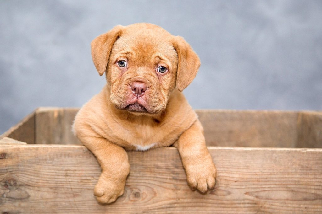 Optimal Feeding Times for Small Dogs