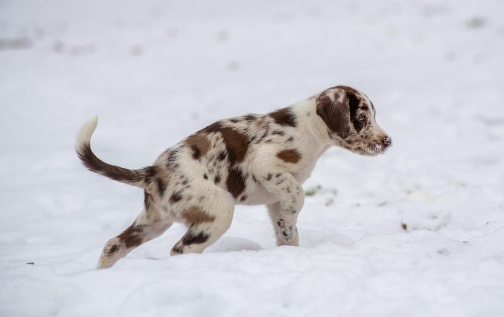 Mastering Leash Training: Strategies for Guiding Stubborn Dogs
