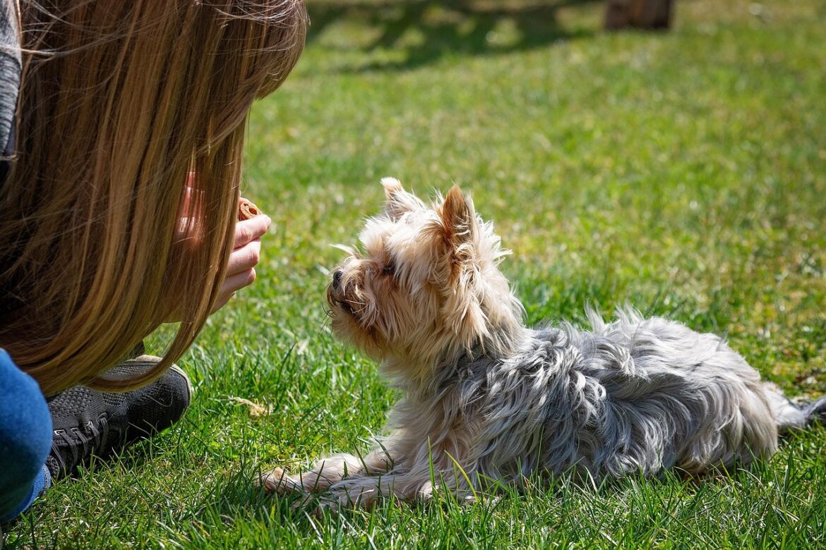 Mastering Crate Training: Essential Tips for a Happy