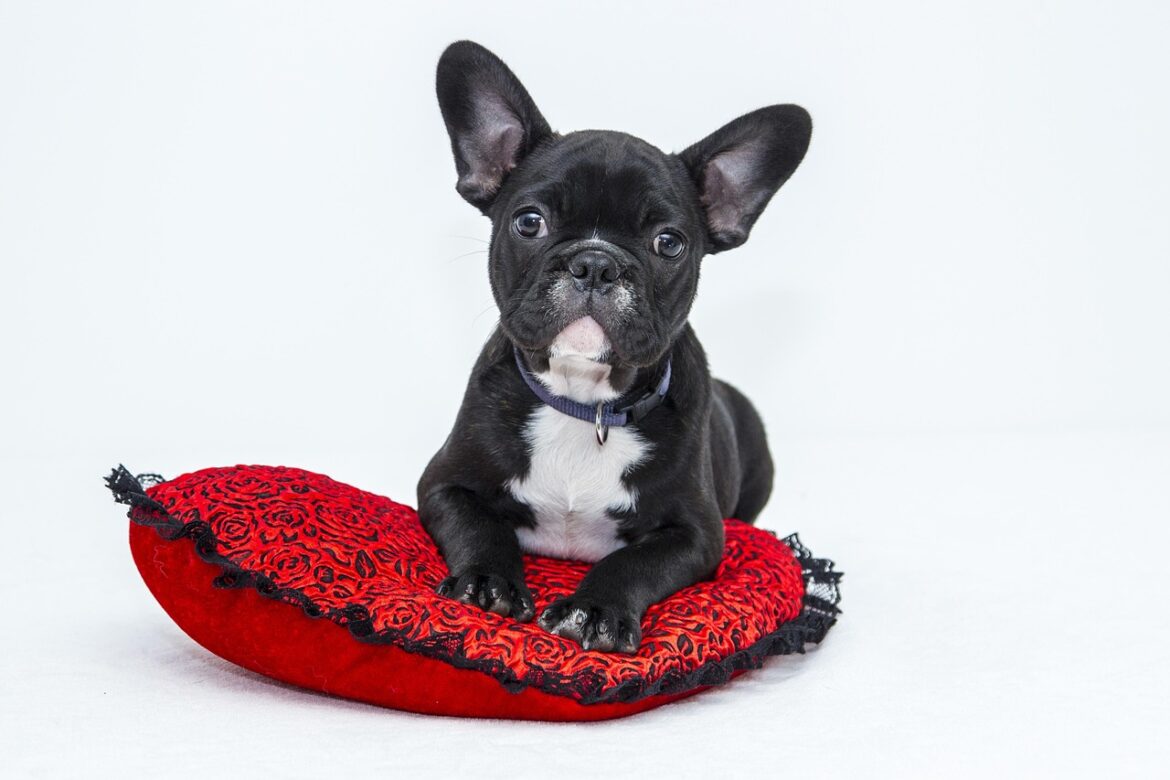 Wet vs Dry Dog Food: Choosing the Best Nutrition for Your Pet