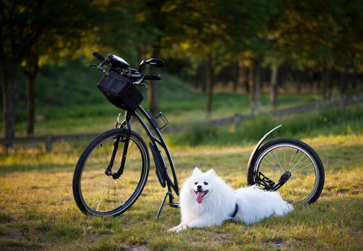 Time Frame for Puppy Training: From Basics to Advanced Skills