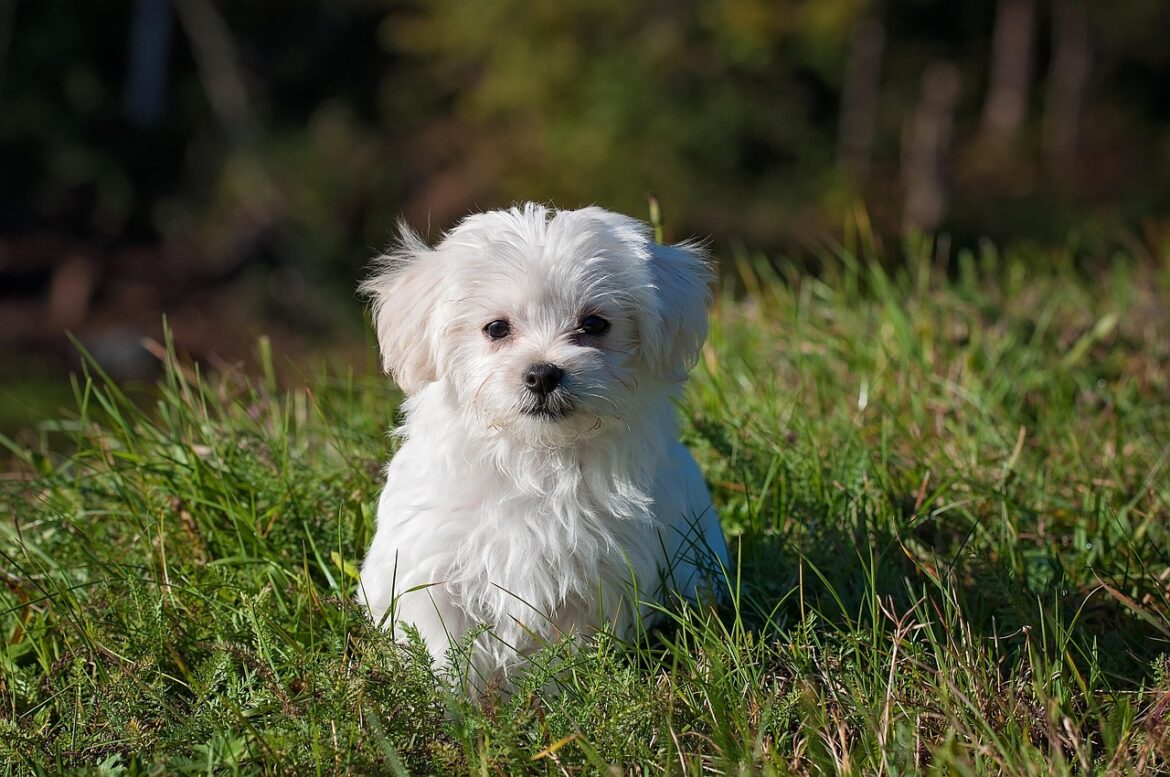 Top Choices for Sensitive Stomachs: Discovering Nutrient-Rich Dog Food Brands