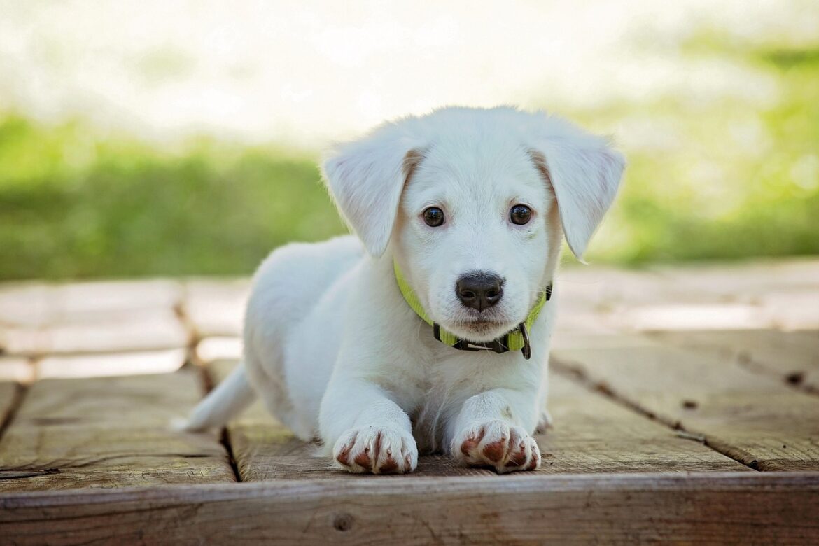 Exploring High-Protein Dog Food: Benefits and Best Choices
