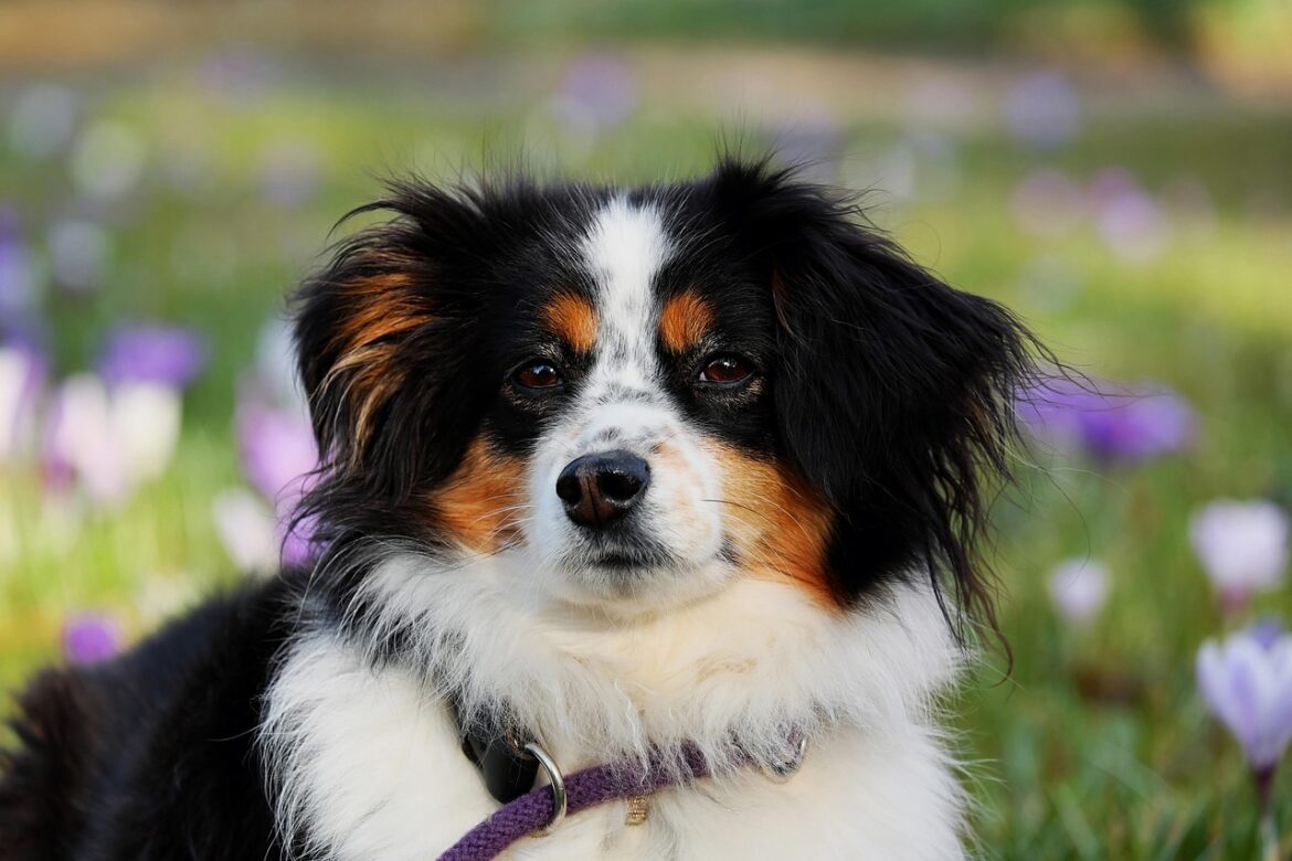 Raw Food Diet for Dogs: Unveiling the Benefits and Drawbacks