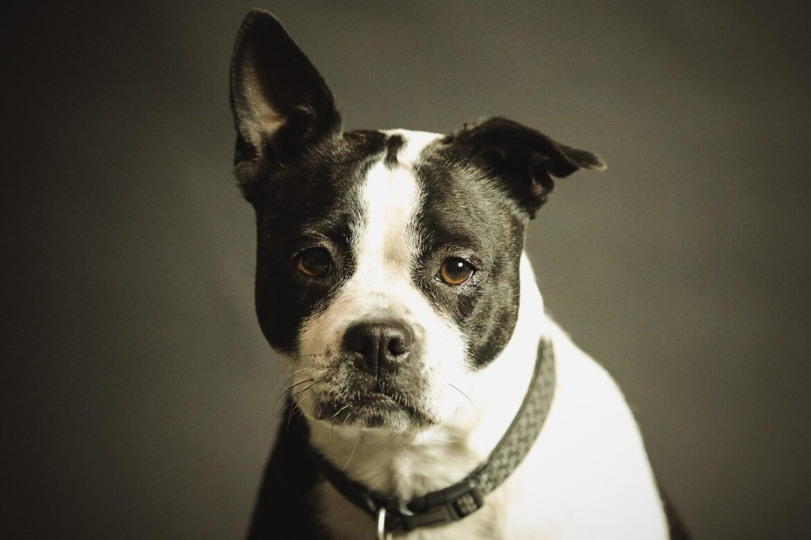 Key Flavors and Ingredients: Choosing the Ideal Rewards for Dog Training
