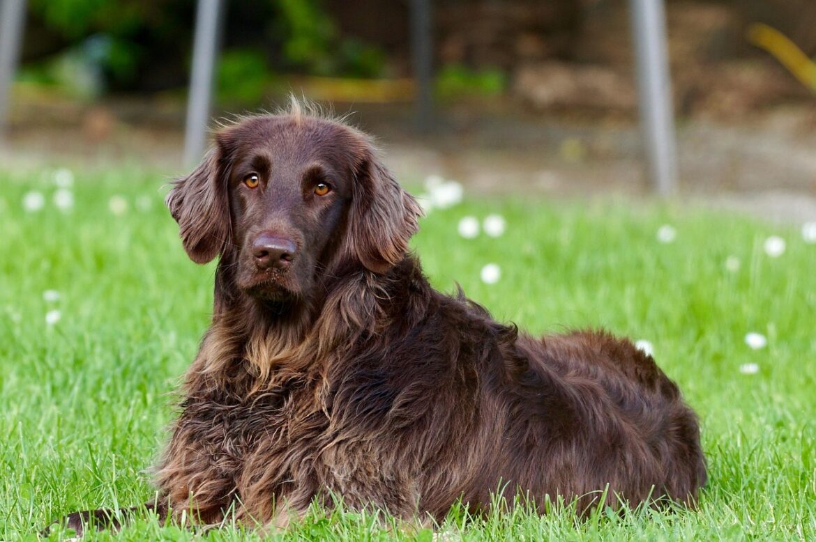 Understanding Dog Nutrition: What to Look for in Pet Food